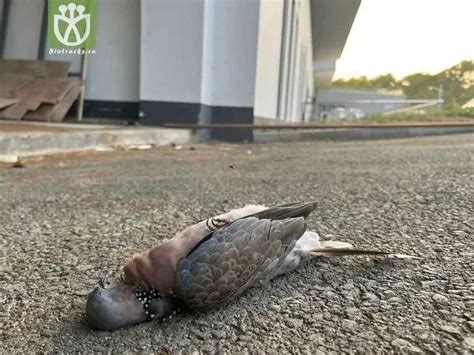 門口有死鳥